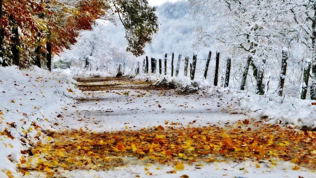Павшие листья опаснее снега - доказано Ford 