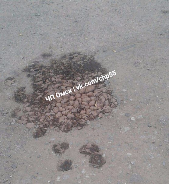 В Омске яму на дороге заделали картошкой 